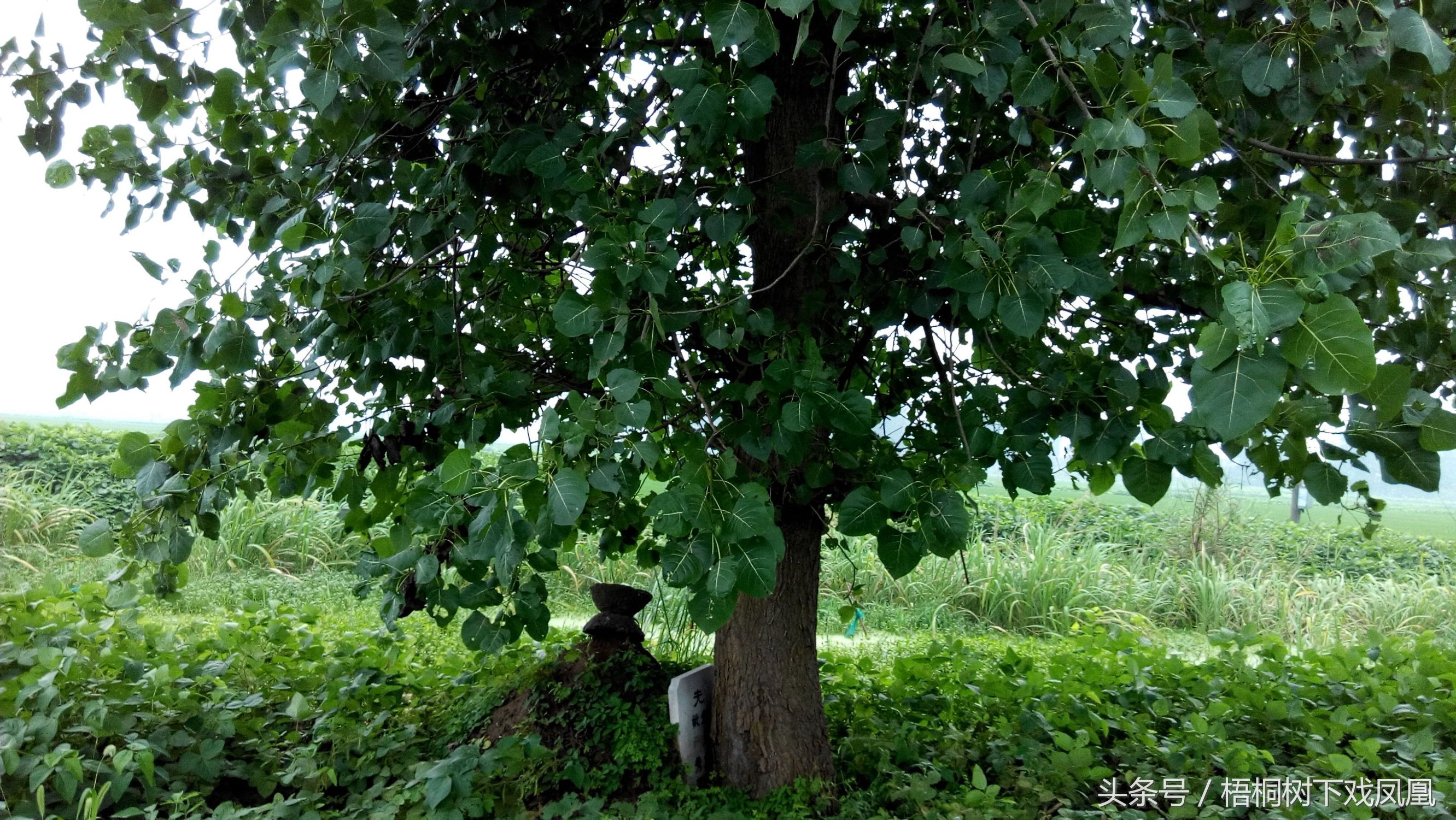 孝子持哭丧棒,出殡孝子手中的哭丧棒