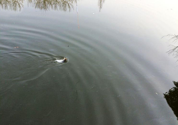 大条有二两，小的有五钱，这可是正宗的寒冬江鲫哟
