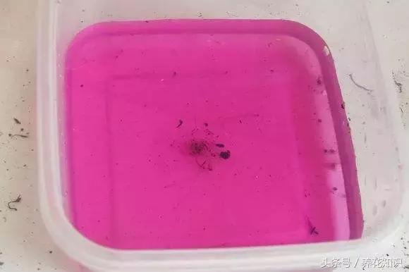 金钱树球根烂了还能救活吗,铁树的根全部烂了还能救活吗