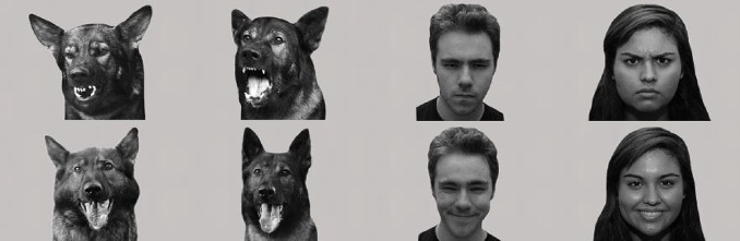 狗为什么舔自己的嘴，很可能因为它认为你是个混蛋！