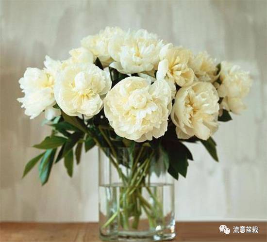 塑料瓶扦插什么花最好,花的瓶插方法