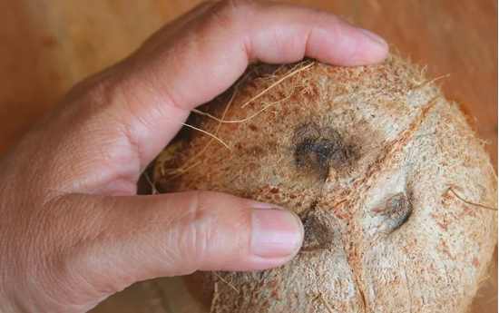 椰子怎么打开最简单方法,椰子怎么打开教学