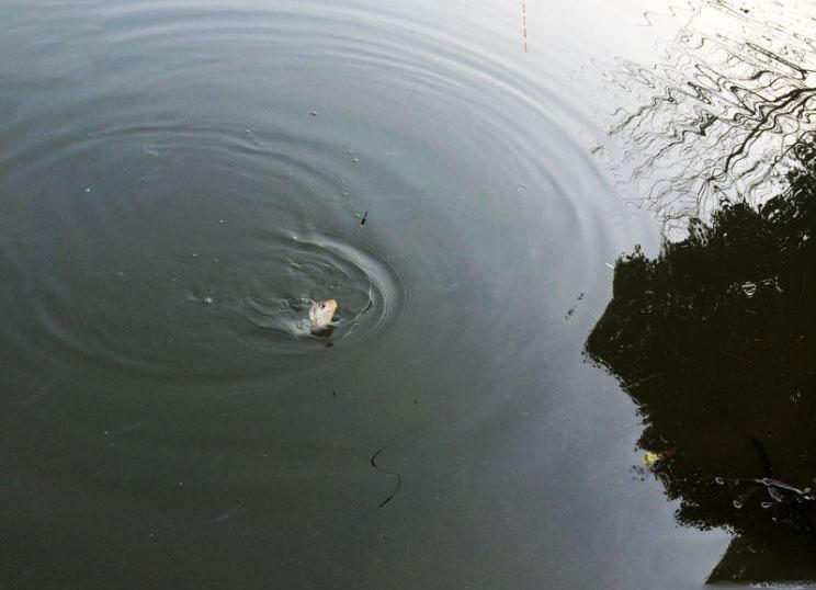 大条有二两，小的有五钱，这可是正宗的寒冬江鲫哟