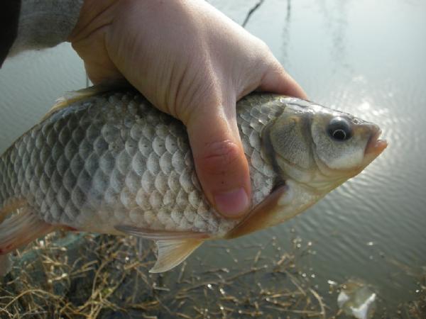 大条有二两，小的有五钱，这可是正宗的寒冬江鲫哟