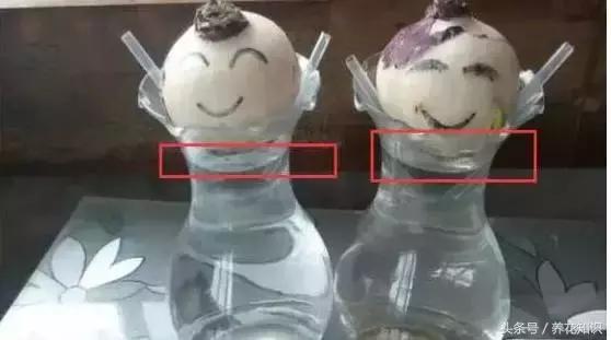 金钱树球根烂了还能救活吗,铁树的根全部烂了还能救活吗