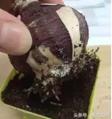 金钱树球根烂了还能救活吗,铁树的根全部烂了还能救活吗