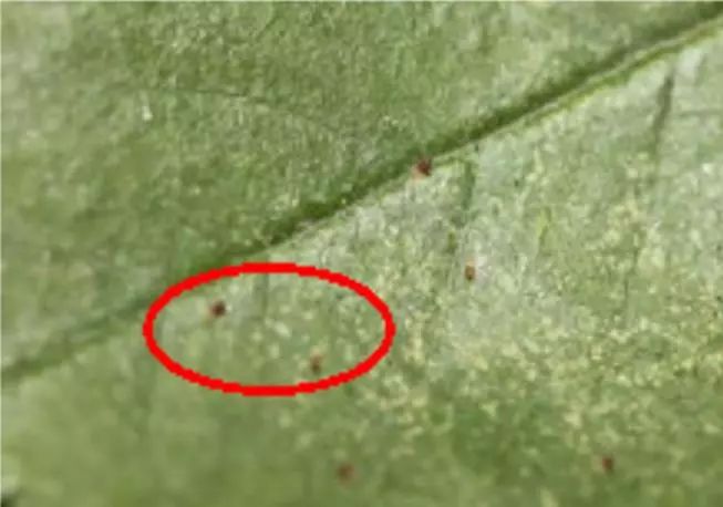 室内养花常见的几种病虫害,养花该采取什么措施消灭害虫