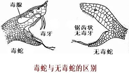 夏天蛇出没怎么防止被咬,养蛇如何防止被咬