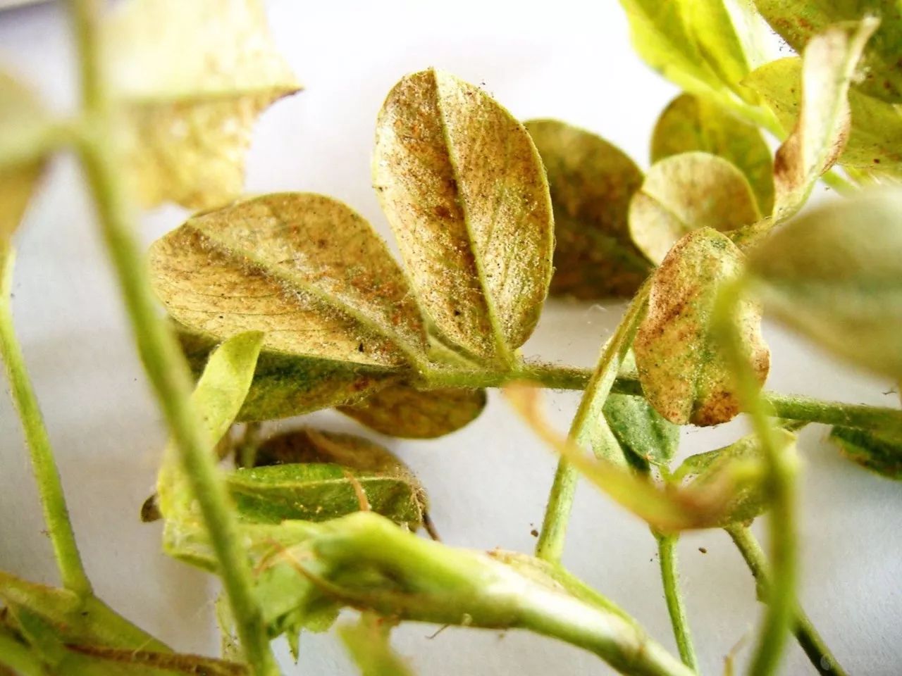 室内养花常见的几种病虫害,养花该采取什么措施消灭害虫