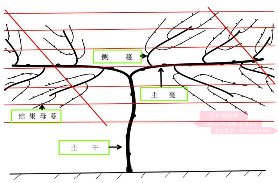 高级农艺师讲解猕猴桃种植技术,红心猕猴桃种植疏果技术