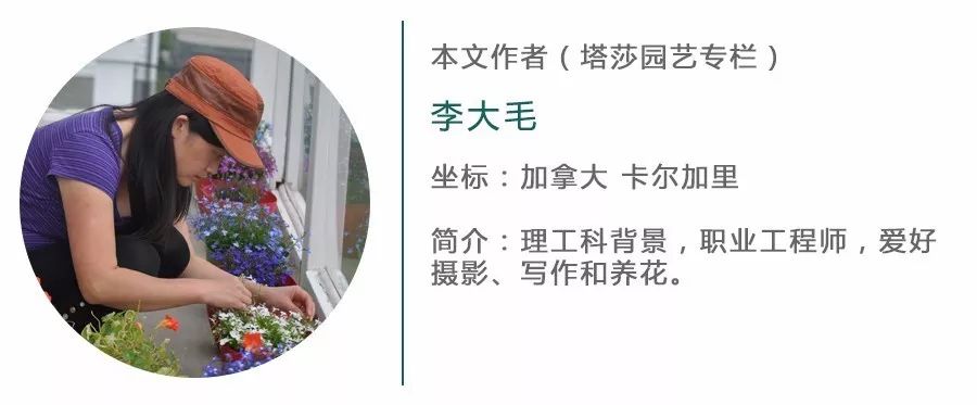 养球兰的小诀窍,怎样才能让球兰爆根