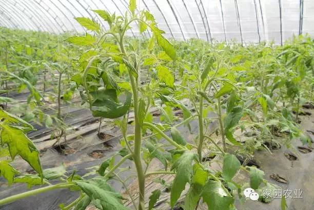 番茄坐果不好怎么办,番茄坐果少怎么补