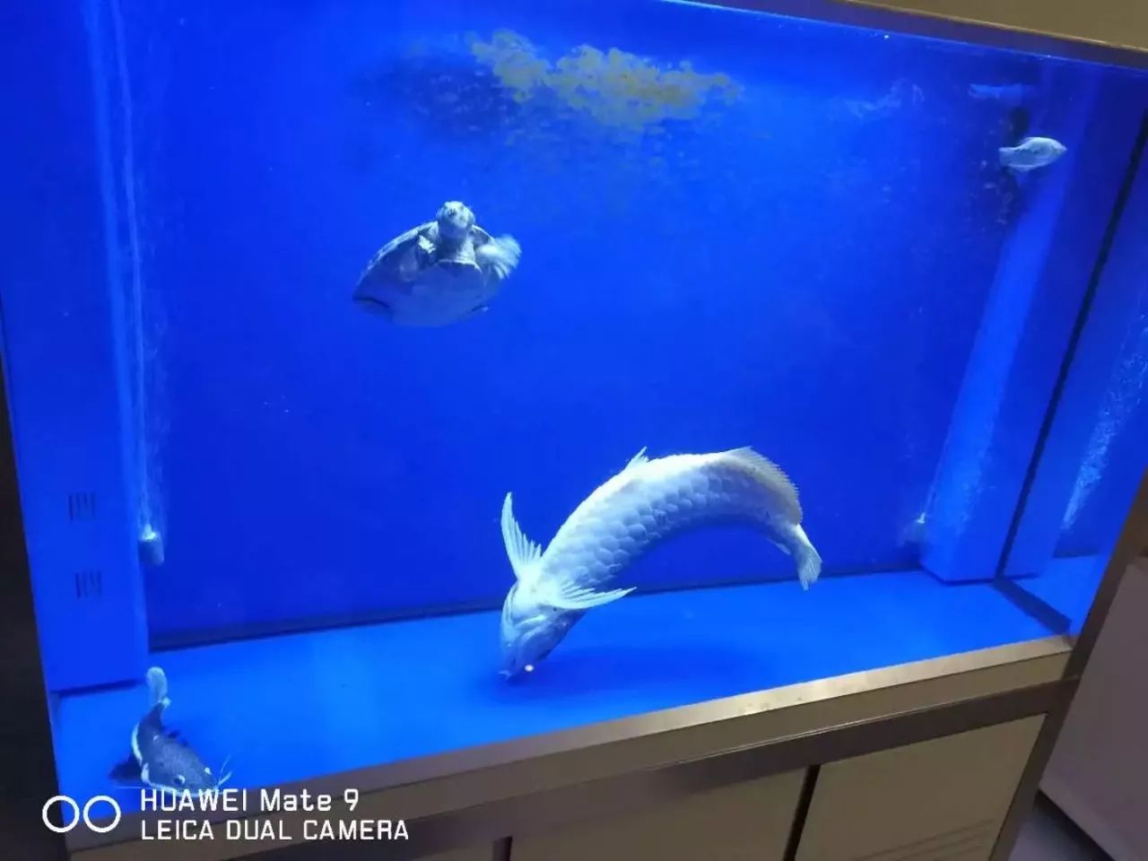 龙鱼艾滋后期治疗,龙鱼艾滋