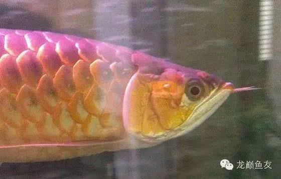 龙鱼艾滋后期治疗,龙鱼艾滋