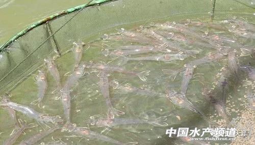 对虾养殖需要关注哪些,关于对虾养殖控藻的几个要点