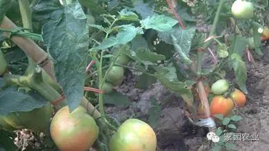 番茄坐果不好怎么办,番茄坐果少怎么补
