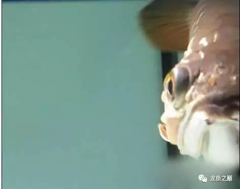 龙鱼艾滋后期治疗,龙鱼艾滋