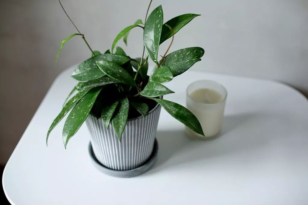 养球兰的小诀窍,怎样才能让球兰爆根