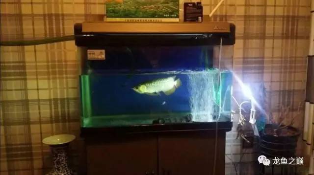 龙鱼艾滋后期治疗,龙鱼艾滋