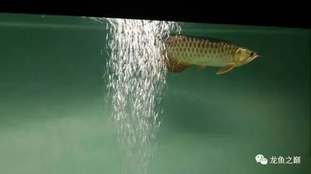 龙鱼艾滋后期治疗,龙鱼艾滋