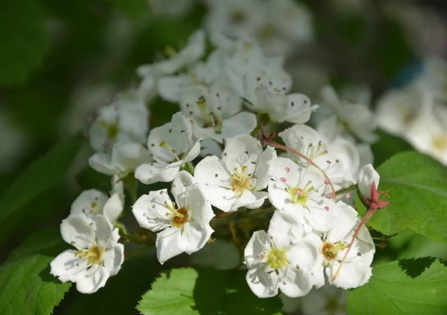 周末养胃｜山楂酱之恋，一瓶妙杀超市的果酱