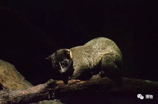 动物园哪家强,动物园排行榜