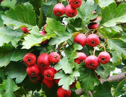 周末养胃｜山楂酱之恋，一瓶妙杀超市的果酱