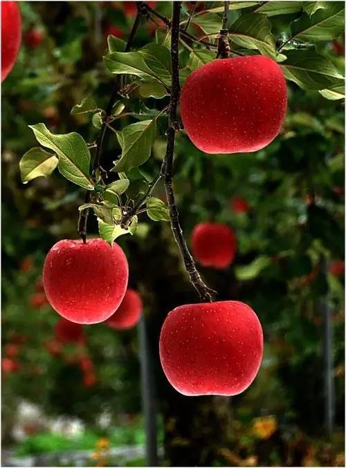 怎么辨别真假水果筐,如何辨别水果好坏