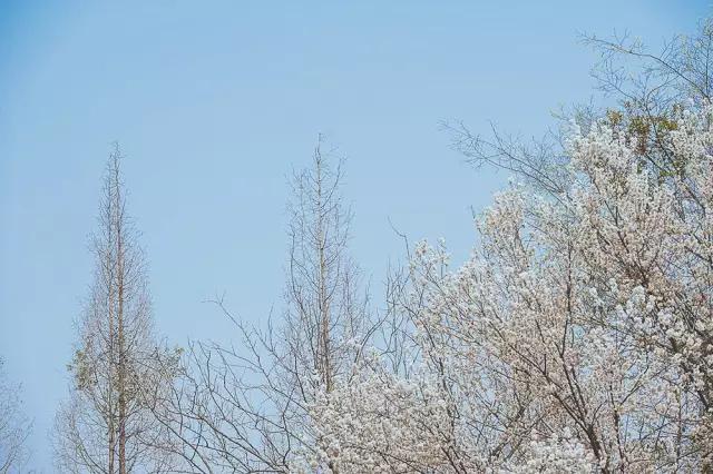 他在这里盖房子时，日本人还没学会唐风