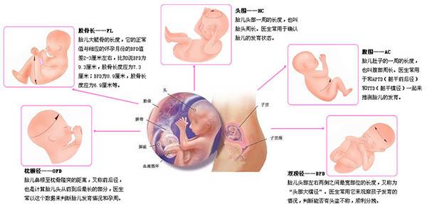 孕妇b超内幕揭秘,揭秘b超检测