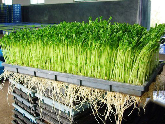 最全的芽苗菜种植技术省钱又生态,芽苗菜在家大量种植