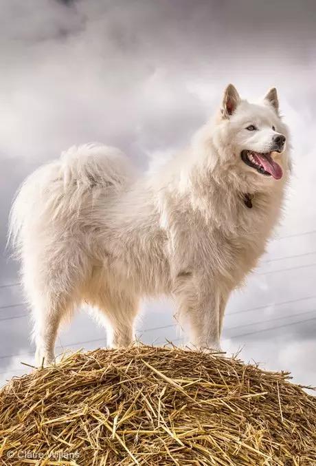 动物世界犬种-萨摩耶犬