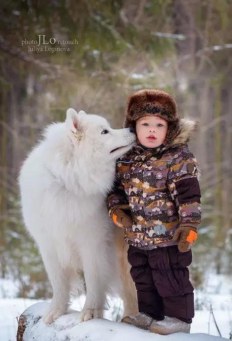 动物世界犬种-萨摩耶犬