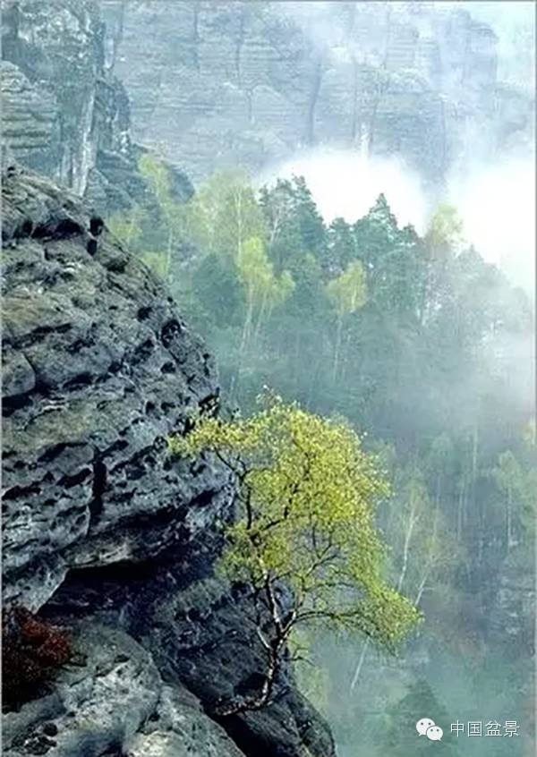 文人树盆景美不胜收,中国神奇的十大盆景