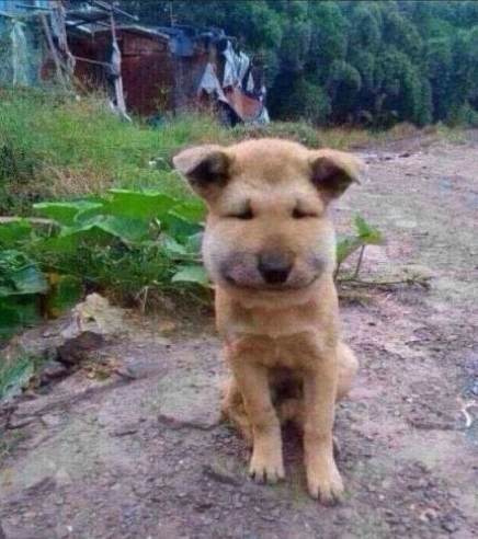 狗狗被咬伤伤到神经,狗狗被咬伤需要打碎伤风吗