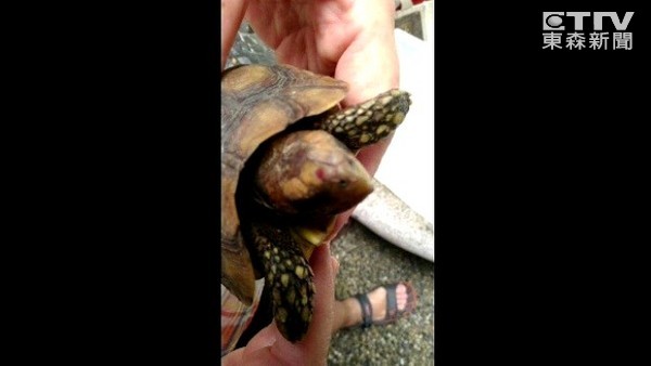 乌龟从13楼掉下去还能活吗,十多只乌龟全死了