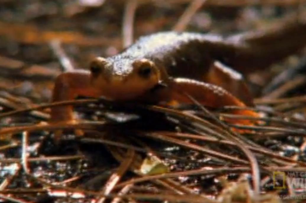 大青蛙吃了只害虫,大青蛙吃小蛇无所畏惧