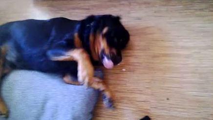 毛小孩吃药后突然倒地翻白眼，吓坏主人！结果却让人笑翻了