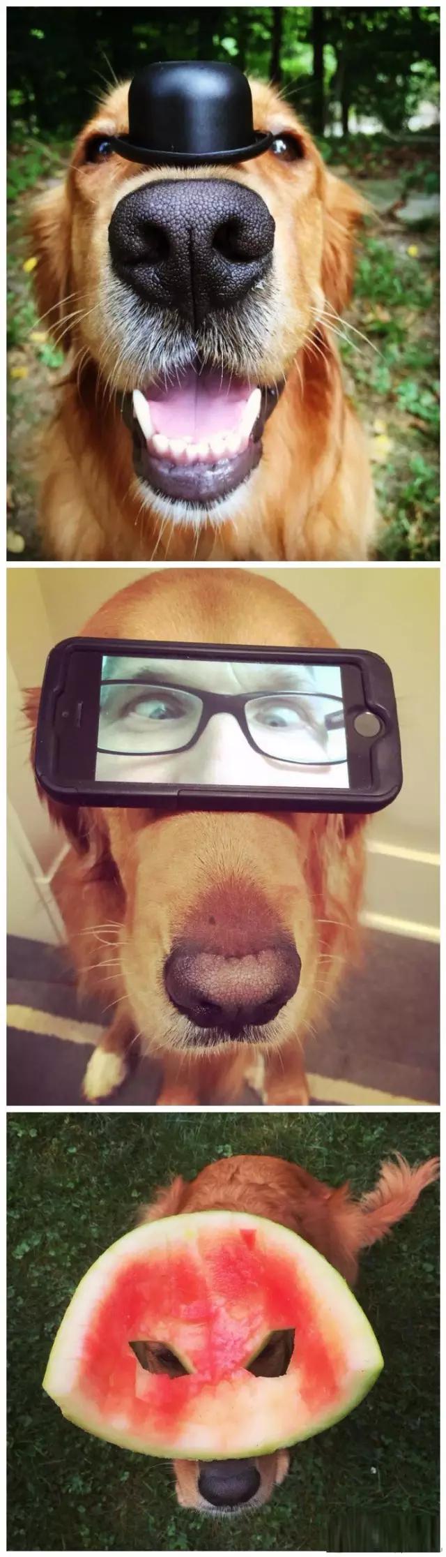 狗狗控萌图第660期,一张图看出狗狗诡计多端柯基