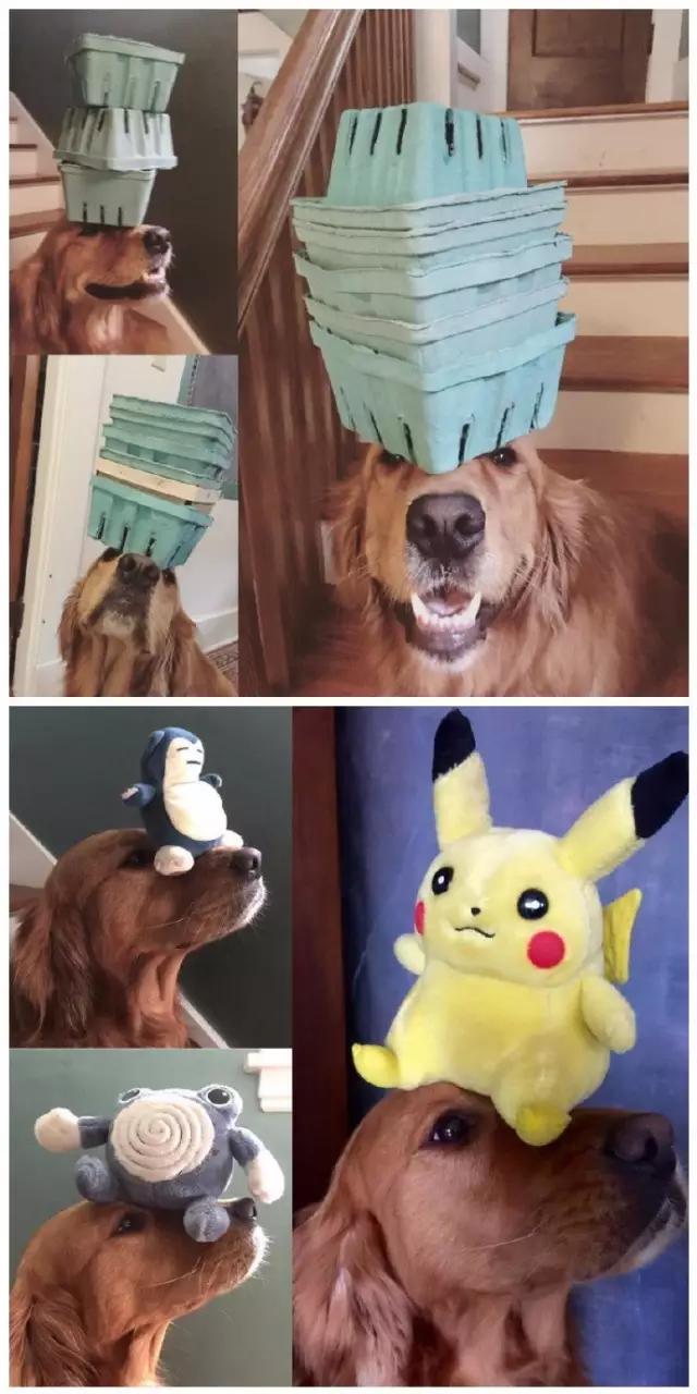 狗狗控萌图第660期,一张图看出狗狗诡计多端柯基