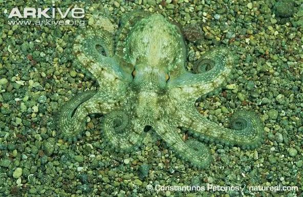 八爪鱼：满身的奇技淫巧，也敌不过煎炸炖炒