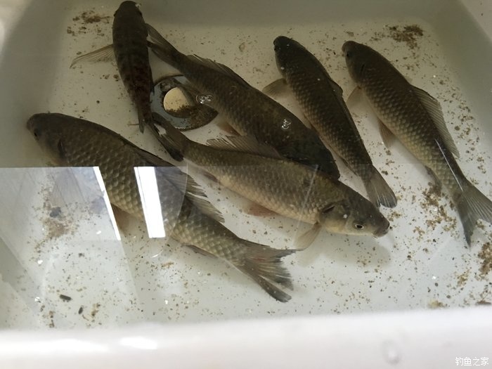 东征西讨和南征北讨,东征西讨南伐大漠