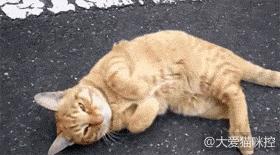 橘猫开门乱窜,橘猫跑到车里怎么办