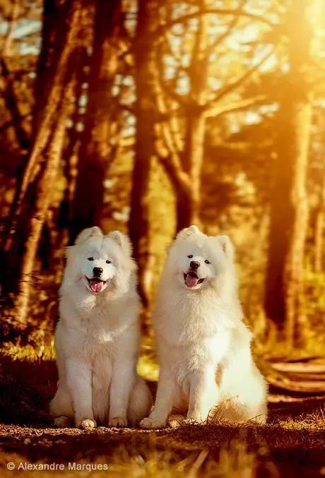 动物世界犬种-萨摩耶犬