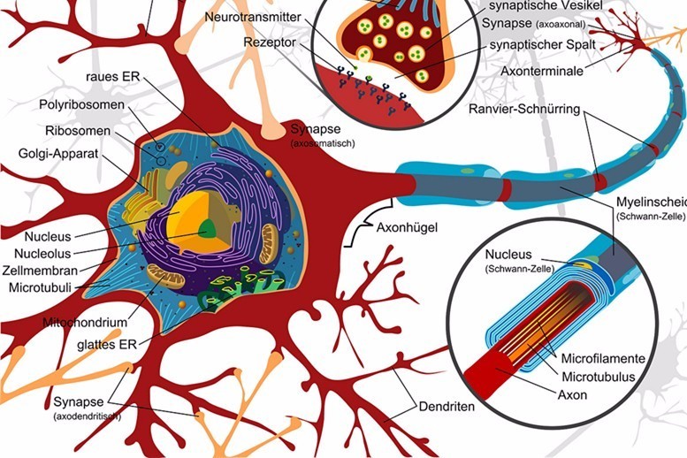 皮肤屏障受损怎么修复要多久,面部皮肤角质层受损怎么修复