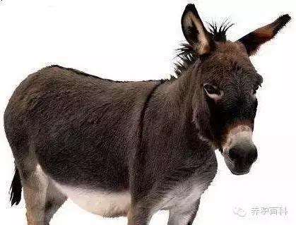 驴饮水正确方法,驴的营养标准和食用方法