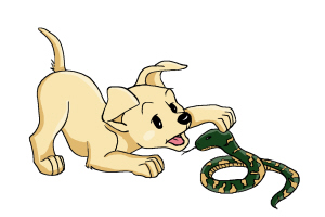 狗狗被咬伤伤到神经,狗狗被咬伤需要打碎伤风吗