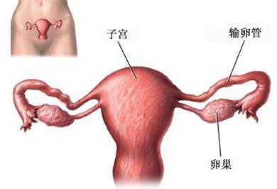 “上环”对身体隐藏极大的危机，而往往都会被忽略，宝妈细看