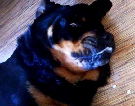 毛小孩吃药后突然倒地翻白眼，吓坏主人！结果却让人笑翻了