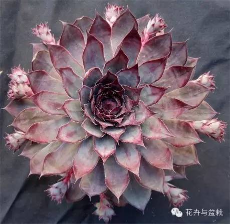 有一种植物叫长生草,长生草开花就死亡吗